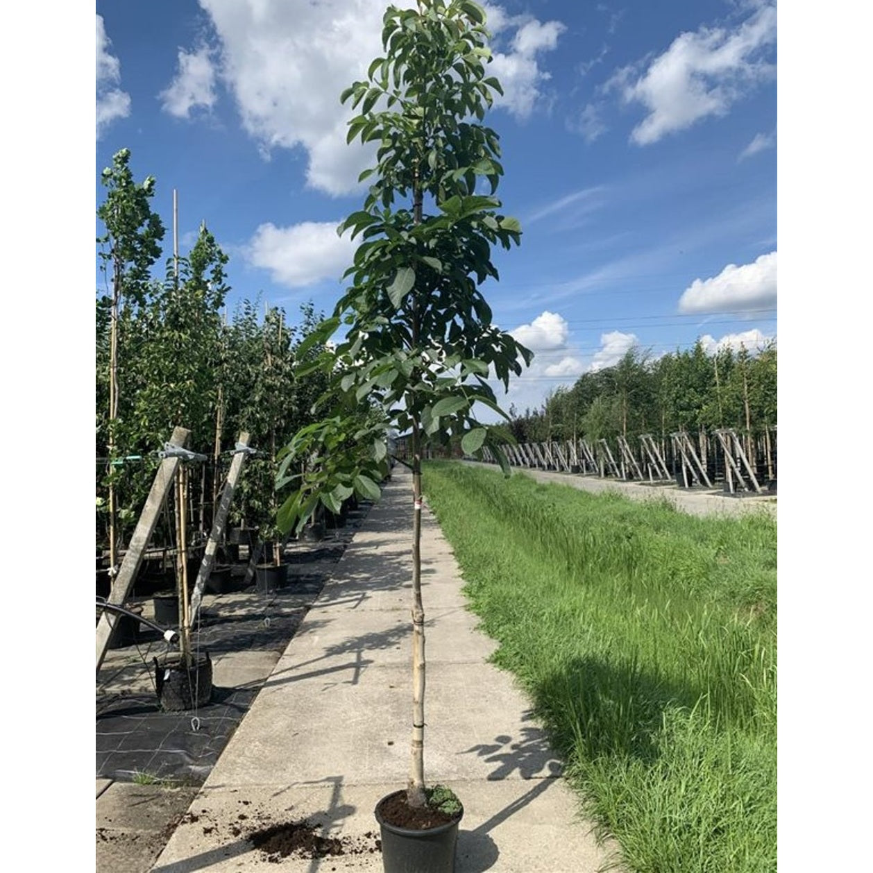 Valnöt – Juglans regia - 14/16 RB